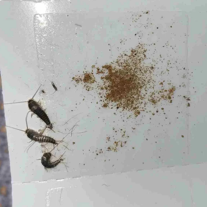 Lokkemiddel til skjeggkre - 3 gram