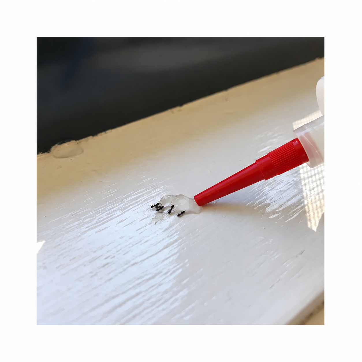 Advion Ant Bait - 10 gram